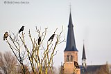 15-01-2026 Terheijden - Nabij  het dorp zitten roofvogels  (Buizerds) in een boom samen met kraaien.  - Fotokrant
